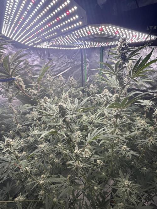 Black Cherry/Tahitian Vanilla. Week 6