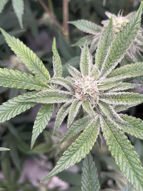Black Cherry/Tahitian Vanilla. Week 6