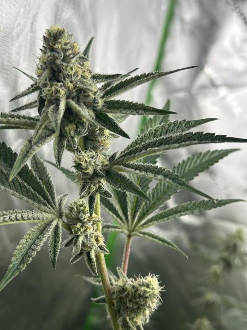 Black Cherry/Tahitian Vanilla. Week 6