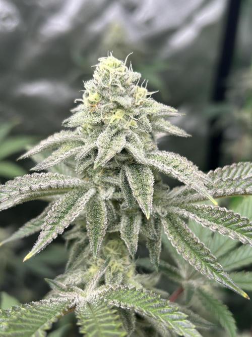 Black Cherry/Tahitian Vanilla. Week 6
