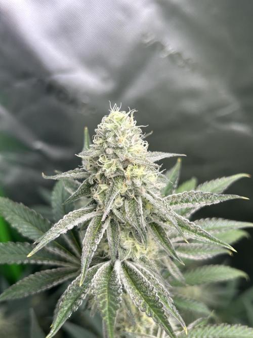 Black Cherry/Tahitian Vanilla. Week 6
