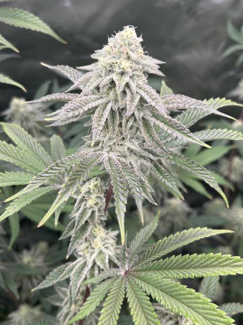 Black Cherry/Tahitian Vanilla. Week 6