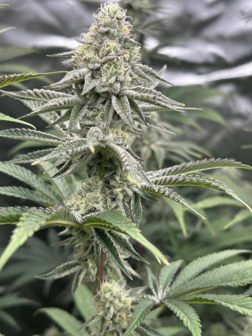 Black Cherry/Tahitian Vanilla. Week 6