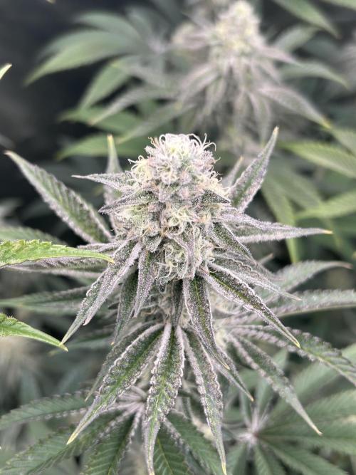 Black Cherry/Tahitian Vanilla. Week 6