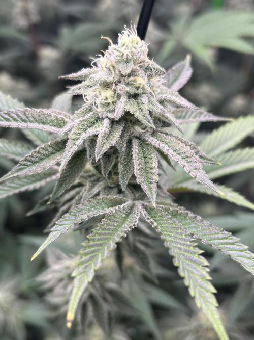 Black Cherry/Tahitian Vanilla. Week 6