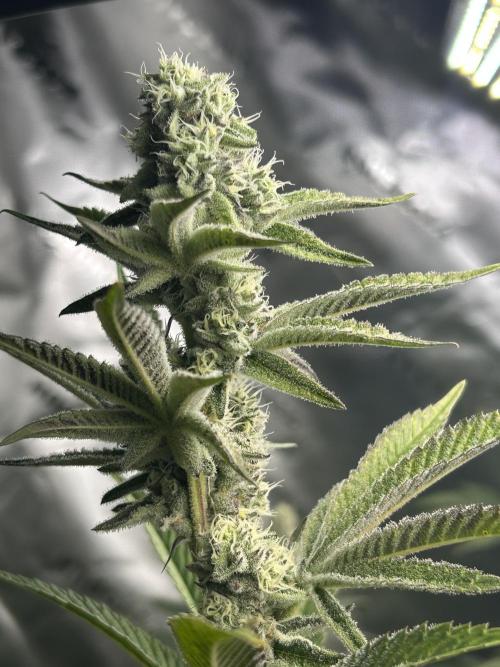 Black Cherry/Tahitian Vanilla. Week 6