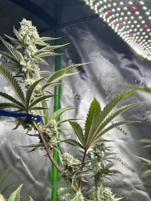 Black Cherry/Tahitian Vanilla. Week 6