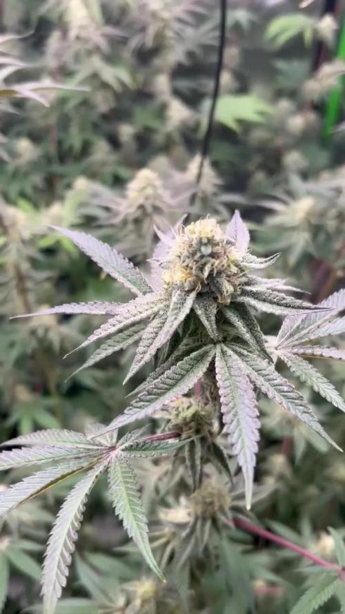 Black Cherry/Tahitian Vanilla