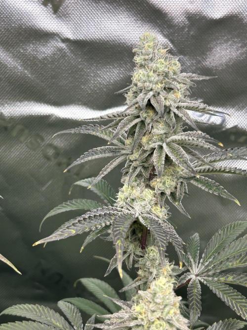 Black Cherry/Tahitian Vanilla. Week 6