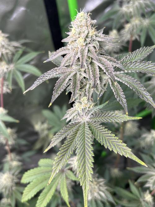 Black Cherry/Tahitian Vanilla. Week 6