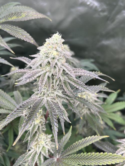 Black Cherry/Tahitian Vanilla. Week 6