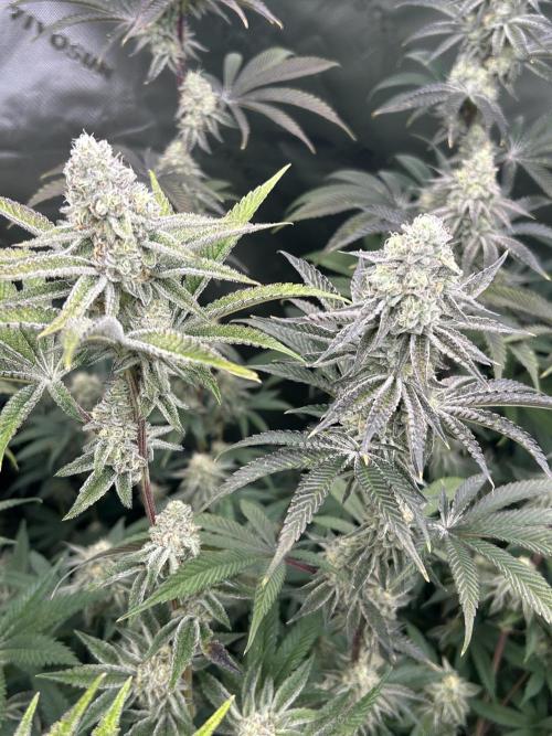 Black Cherry/Tahitian Vanilla. Week 6