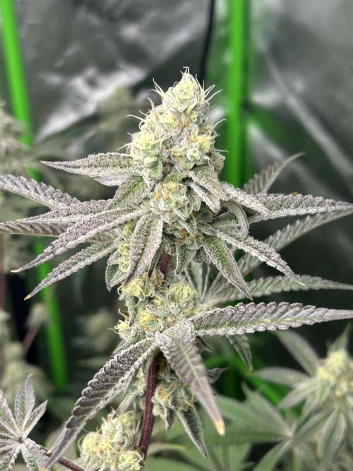 Black Cherry/Tahitian Vanilla. Week 6