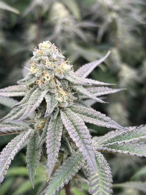 Black Cherry/Tahitian Vanilla. Week 6