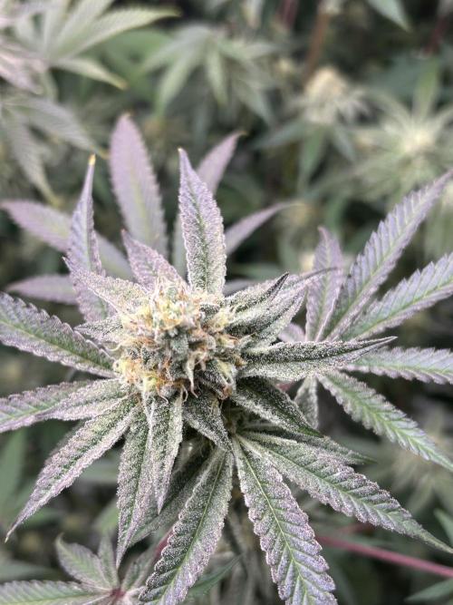 Black Cherry/Tahitian Vanilla. Week 6