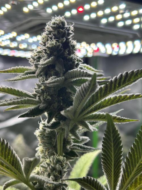 Black Cherry/Tahitian Vanilla. Week 6
