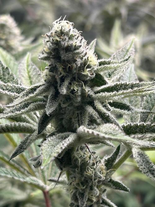 Black Cherry/Tahitian Vanilla. Week 6
