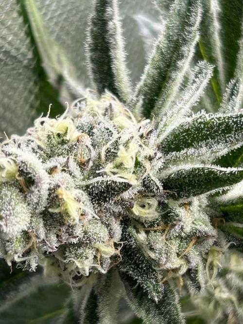Black Cherry/Tahitian Vanilla. Week 6