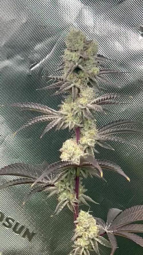 Black Cherry/Tahitian Vanilla