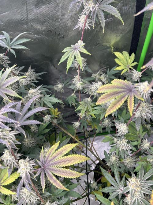Black Cherry/Tahitian Vanilla. Week 7