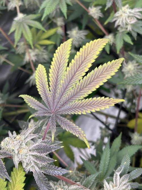 Black Cherry/Tahitian Vanilla. Week 7