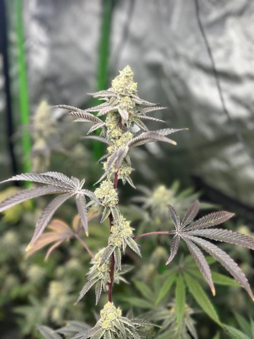 Black Cherry/Tahitian Vanilla. Week 7