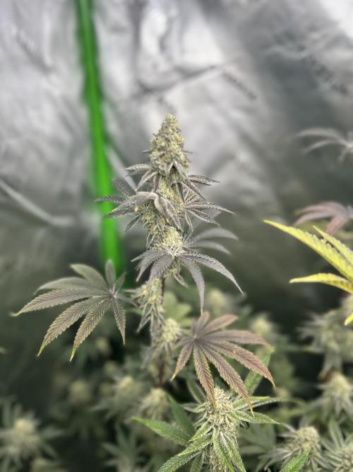Black Cherry/Tahitian Vanilla. Week 7