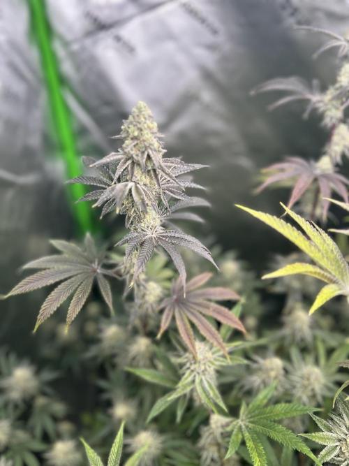 Black Cherry/Tahitian Vanilla. Week 7