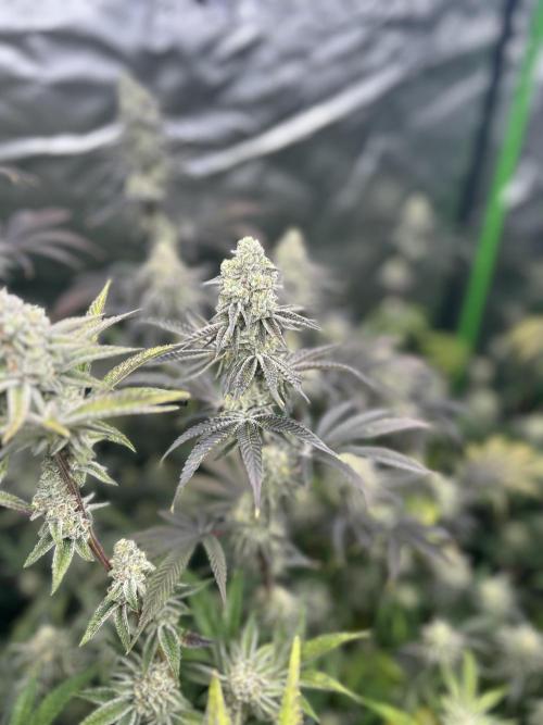 Black Cherry/Tahitian Vanilla. Week 7