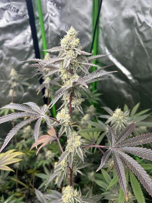 Black Cherry/Tahitian Vanilla. Week 7