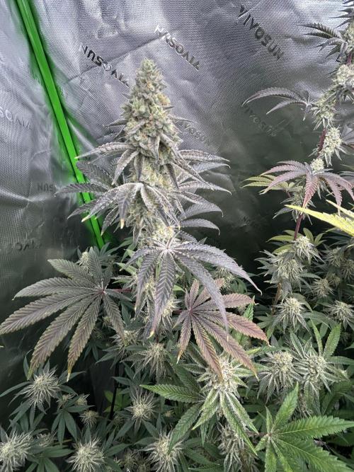 Black Cherry/Tahitian Vanilla. Week 7