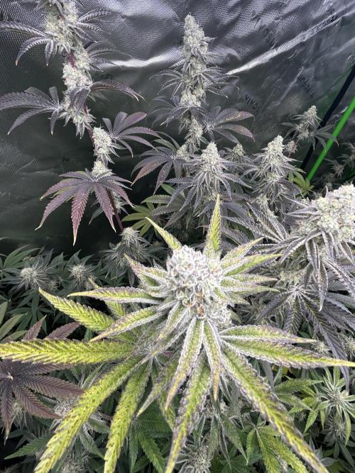 Black Cherry/Tahitian Vanilla. Week 7
