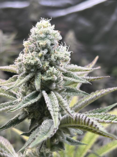 Black Cherry/Tahitian Vanilla. Week 7
