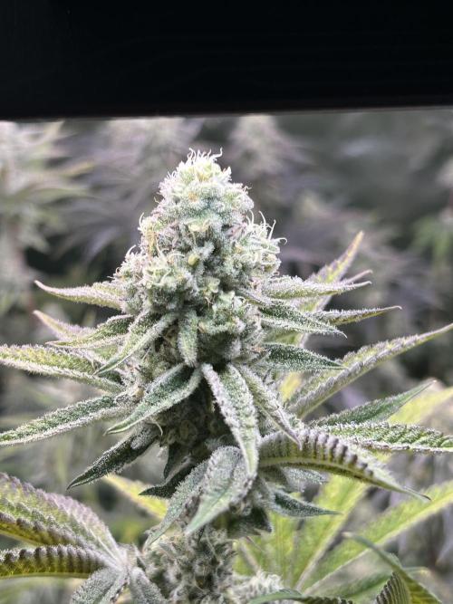 Black Cherry/Tahitian Vanilla. Week 7