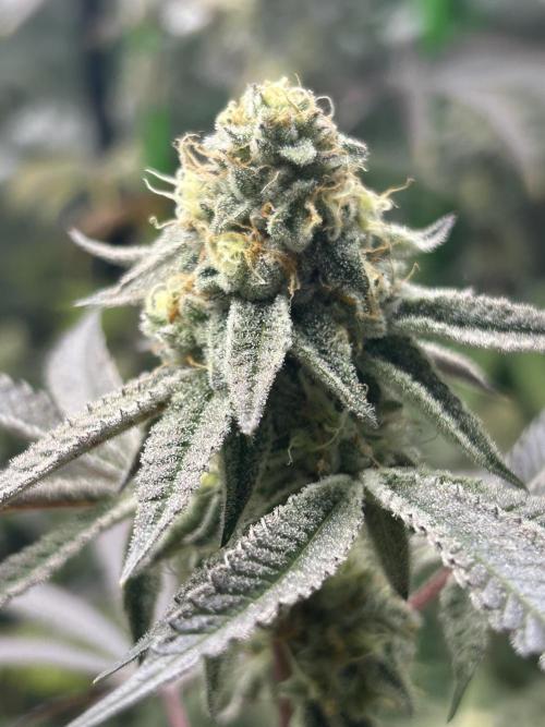 Black Cherry/Tahitian Vanilla. Week 7