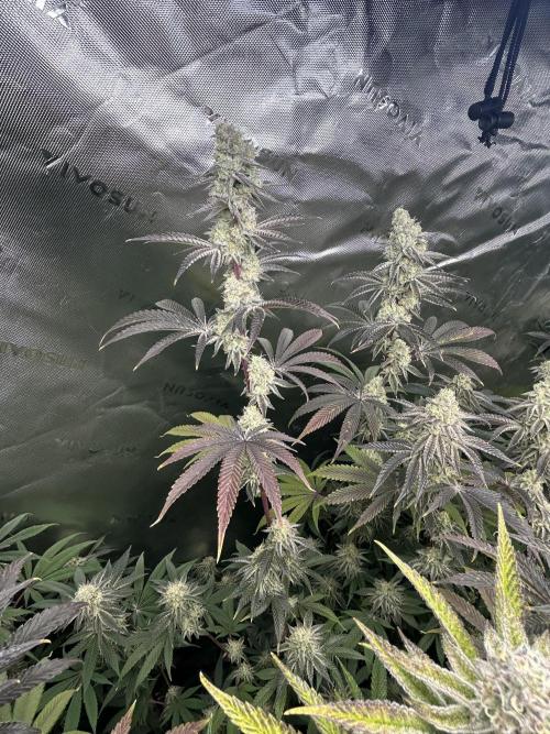 Black Cherry/Tahitian Vanilla. Week 7