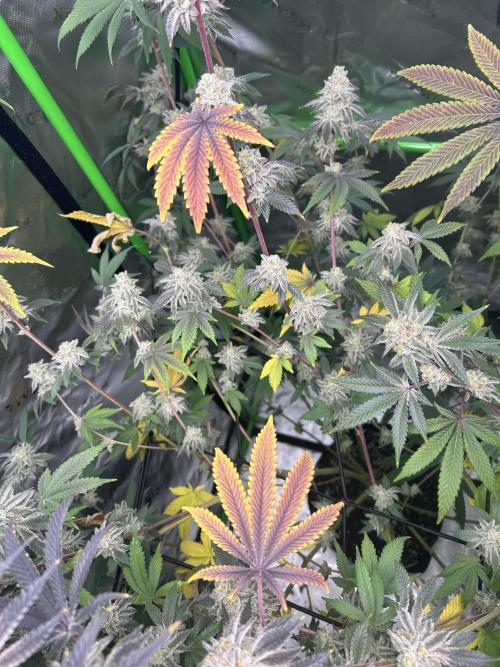 Black Cherry/Tahitian Vanilla. Week 9