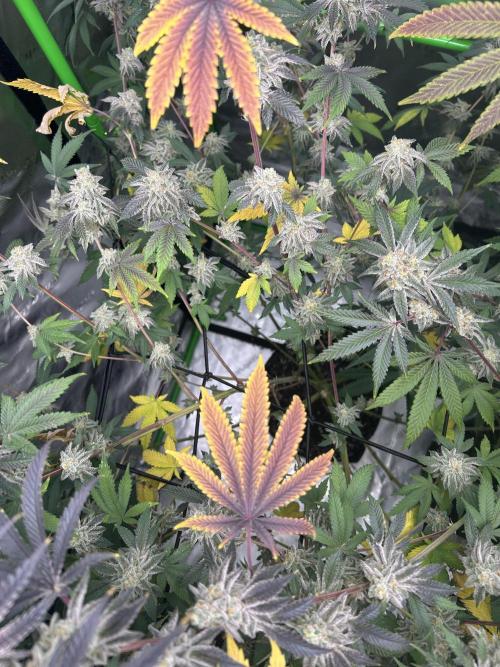 Black Cherry/Tahitian Vanilla. Week 9
