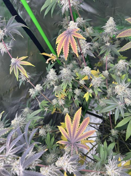 Black Cherry/Tahitian Vanilla. Week 9