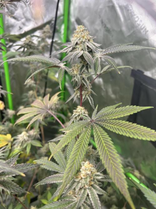 Black Cherry/Tahitian Vanilla. Week 9