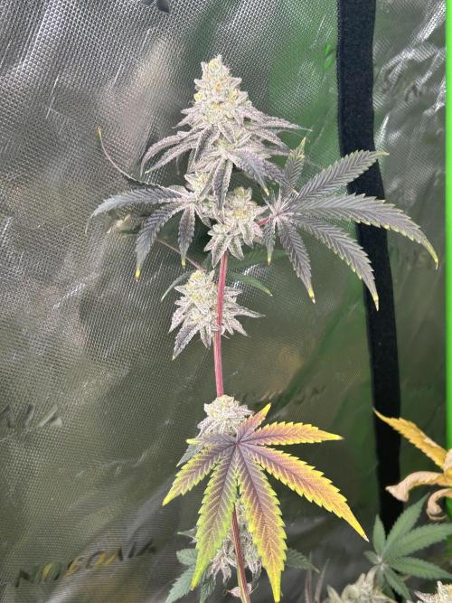 Black Cherry/Tahitian Vanilla. Week 9