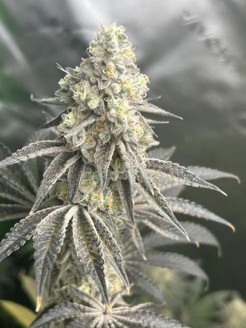 Black Cherry/Tahitian Vanilla. Week 9