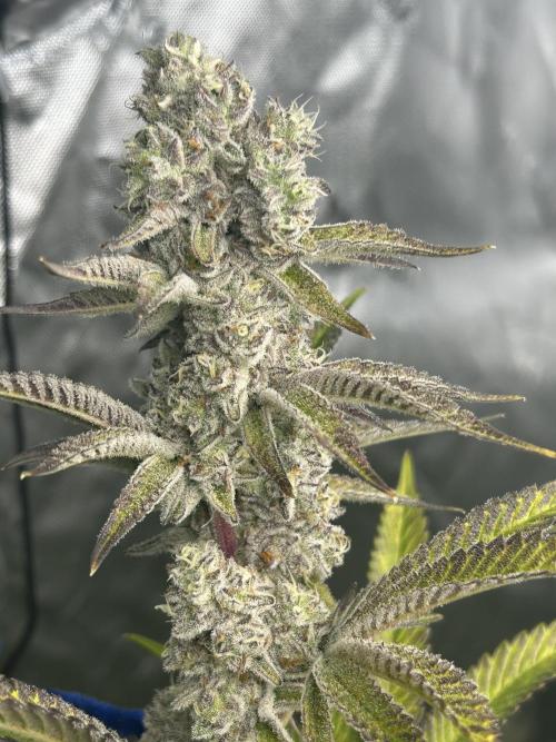 Black Cherry/Tahitian Vanilla. Week 9