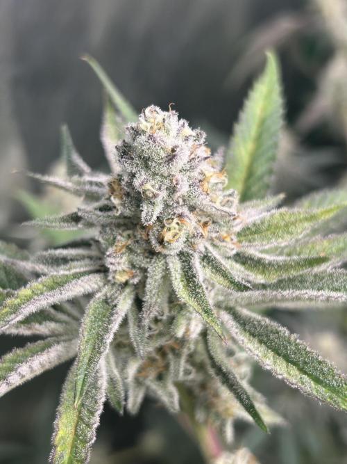 Black Cherry/Tahitian Vanilla. Week 9