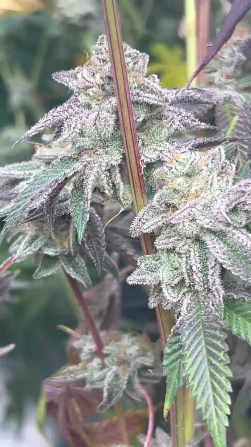 Black Cherry/Tahitian Vanilla