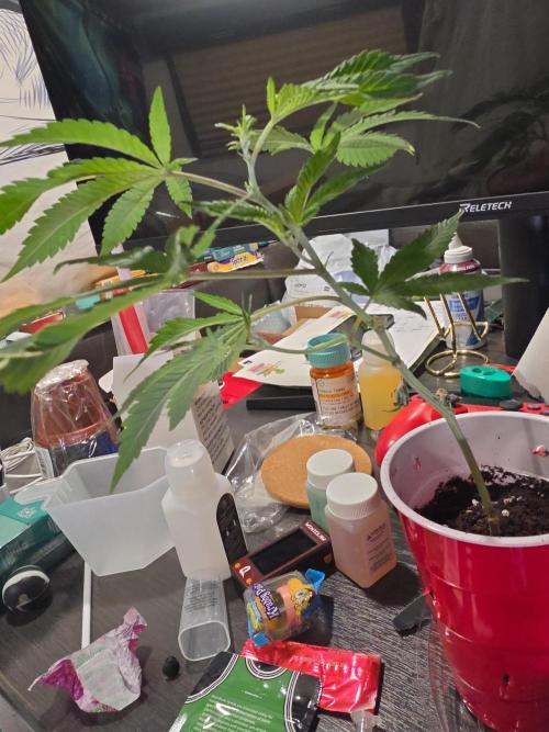 My trial and error lol. Week 1 - Im new asf please enlighten me 