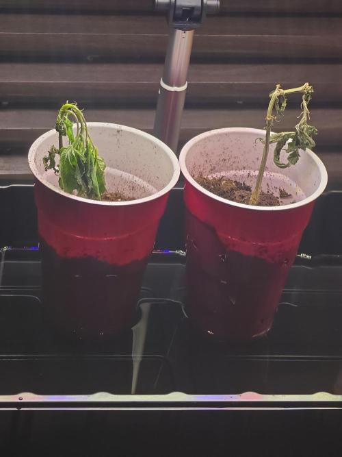 My trial and error lol. Week 1 - Idk what happened 
