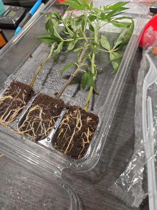 My trial and error lol. Week 1 - They went from this to the limp dixk ones above 