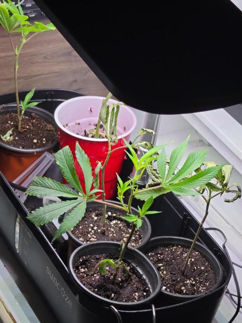 My trial and error lol. Week 2 - I have 1 clone left out of 4 these other 4 are new kinda messed up seedsman 