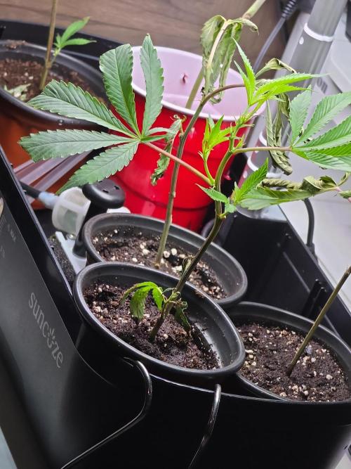My trial and error lol. Week 2